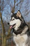 ALASKAN MALAMUTE 758